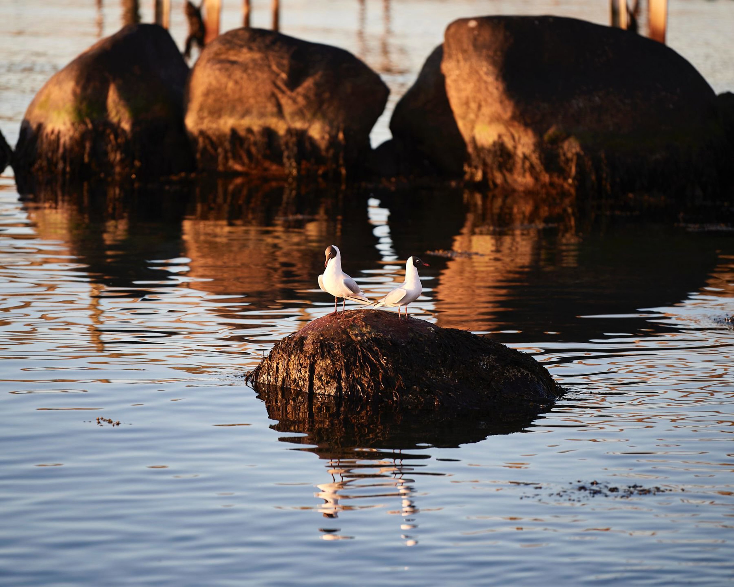 Søndre Strandvej 60C, 3000 Helsingør - Billed